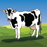 Cow