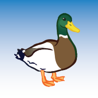 Duck