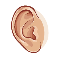 Ear